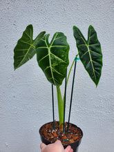 Load image into Gallery viewer, Alocasia Frydek - Variegated