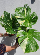 Load image into Gallery viewer, Monstera Thai Constellation