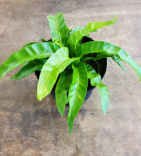 Load image into Gallery viewer, Birds Nest Fern