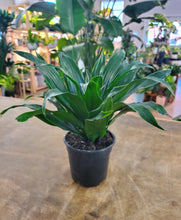 Load image into Gallery viewer, Dracaena Janet Craig Compacta Cane