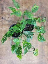 Load image into Gallery viewer, Monstera Adansonii