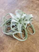 Load image into Gallery viewer, Air Plant - Tillandsia Varieties