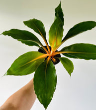 Load image into Gallery viewer, Mandarin Orange Spider Plant