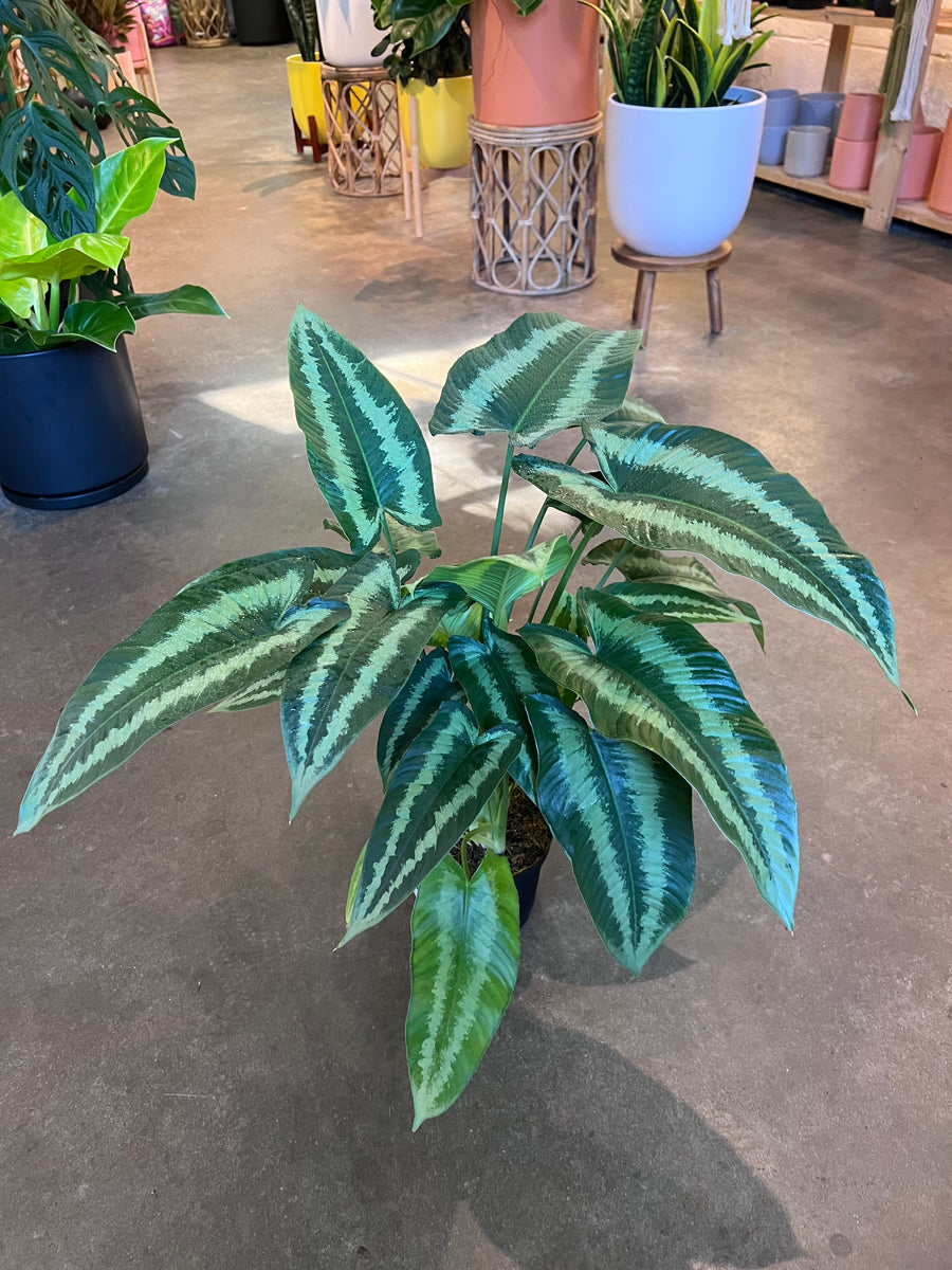 Schismatoglottis Wallichii – Lush Plant Co. Decatur