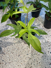 Load image into Gallery viewer, Philodendron Florida Ghost