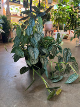 Load image into Gallery viewer, Philodendron Brandtianum