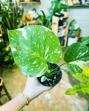 Load image into Gallery viewer, Monstera Thai Constellation