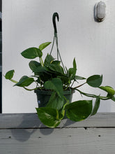 Load image into Gallery viewer, Golden Pothos
