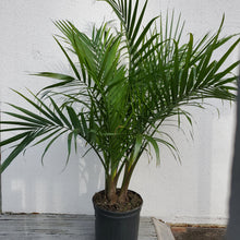 Load image into Gallery viewer, Palm - Majesty