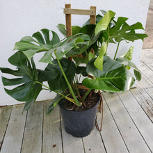 Load image into Gallery viewer, Monstera Deliciosa
