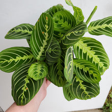 Load image into Gallery viewer, Lemon Lime Maranta