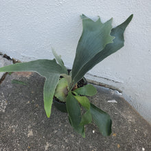 Load image into Gallery viewer, Staghorn Fern