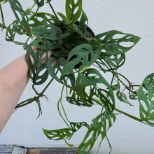Load image into Gallery viewer, Monstera Adansonii