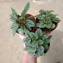 Load image into Gallery viewer, Assorted Peperomia
