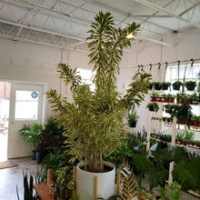 Load image into Gallery viewer, Dracaena - Song of India