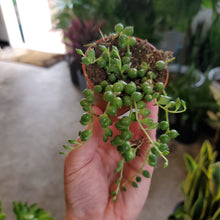 Load image into Gallery viewer, String of Pearls