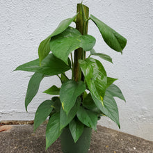 Load image into Gallery viewer, Golden Pothos