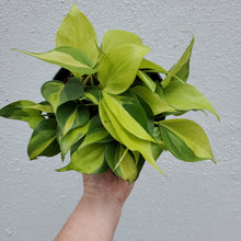 Load image into Gallery viewer, Philodendron Brasil