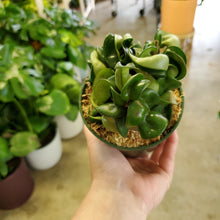 Load image into Gallery viewer, Hoya Carnosa Compacta