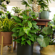 Load image into Gallery viewer, Golden Pothos