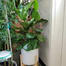 Load image into Gallery viewer, Ficus Lyrata - Fiddle Leaf Fig