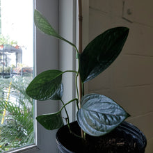 Load image into Gallery viewer, Monstera Peru