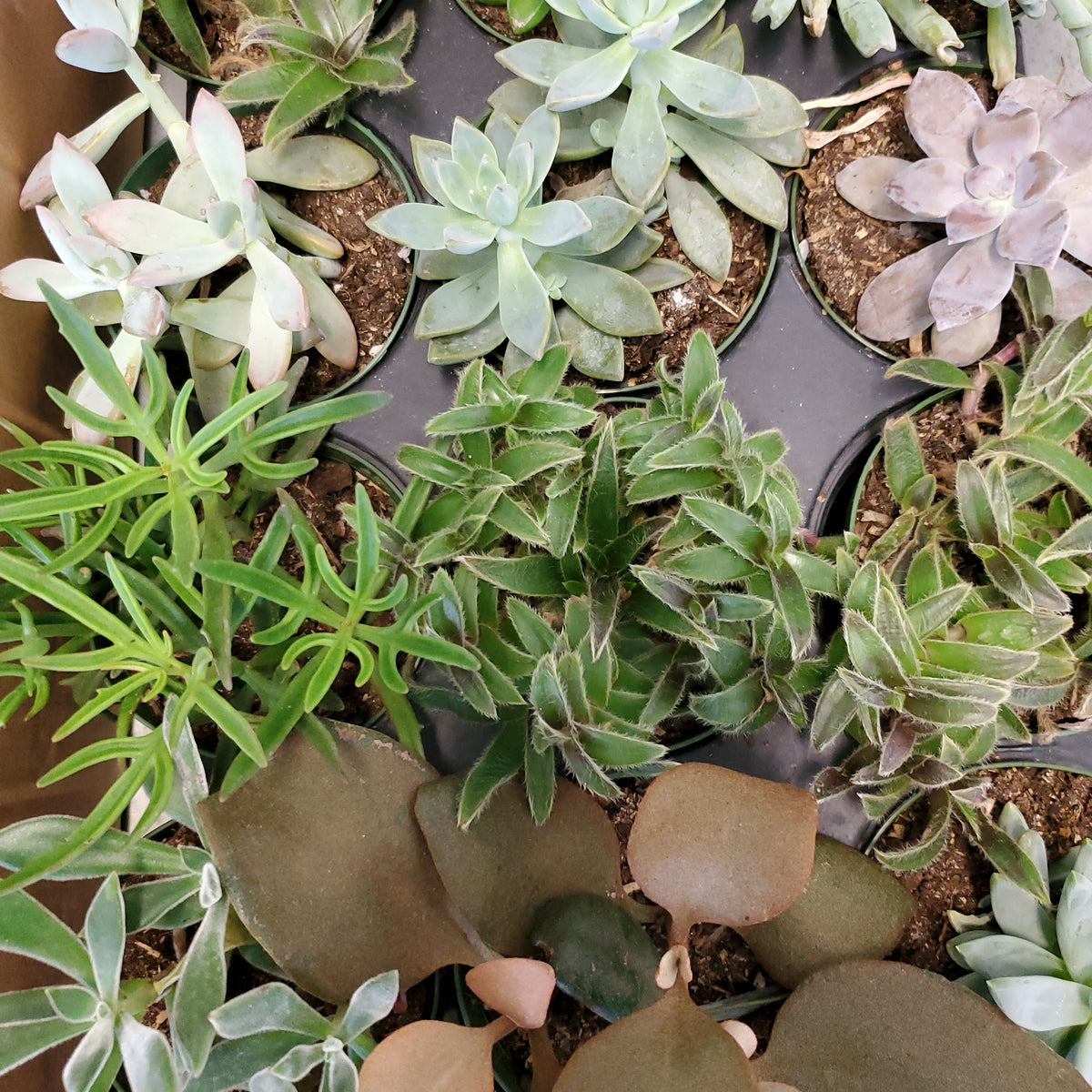 lush succulents Assorted Succulents – Lush Plant Co. Decatur