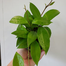 Load image into Gallery viewer, Hoya Carnosa
