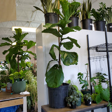 Load image into Gallery viewer, Ficus Lyrata - Fiddle Leaf Fig