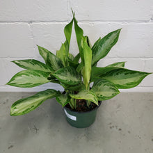 Load image into Gallery viewer, Aglaonema Silver Bay