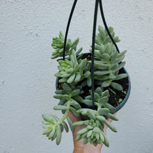 Load image into Gallery viewer, Sedum “Burros Tail”