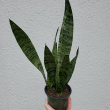 Load image into Gallery viewer, Sansevieria Zeylanica