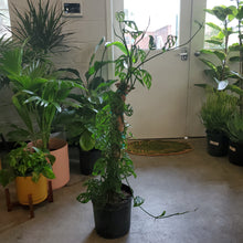 Load image into Gallery viewer, Monstera Adansonii