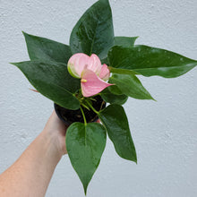 Load image into Gallery viewer, Flamingo Anthurium