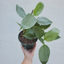 Load image into Gallery viewer, Philodendron Silver Sword