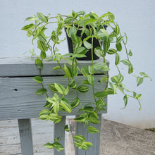 Load image into Gallery viewer, Tradescantia Flumenesis Variegata