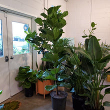 Load image into Gallery viewer, Ficus Lyrata - Fiddle Leaf Fig