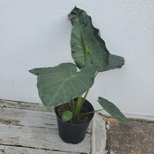 Load image into Gallery viewer, Alocasia Regal Shields