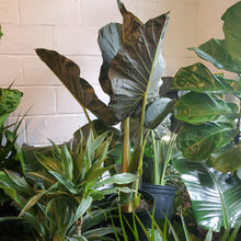 Load image into Gallery viewer, Alocasia Regal Shields