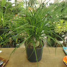 Load image into Gallery viewer, Ponytail Palm