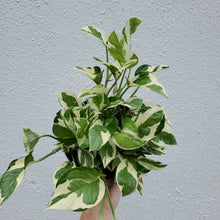 Load image into Gallery viewer, Pothos - Pearls & Jade