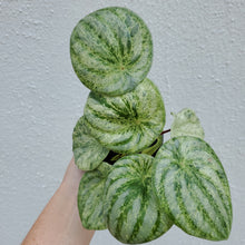 Load image into Gallery viewer, Watermelon Peperomia