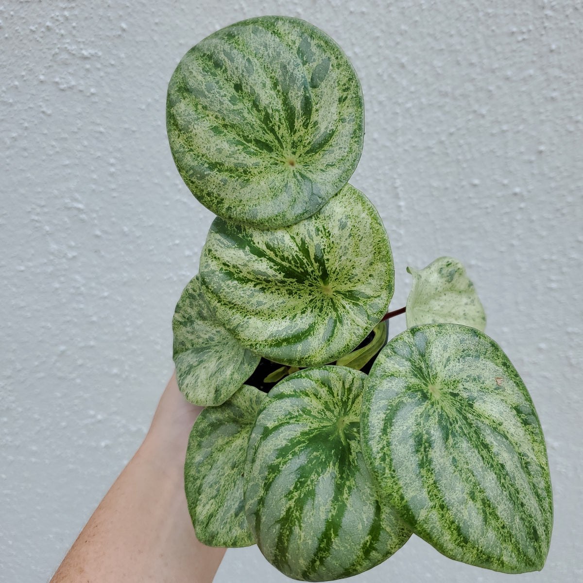 peperomia watermelon variegata Watermelon Peperomia