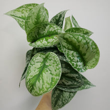 Load image into Gallery viewer, Scindapsus Pictus Exotica