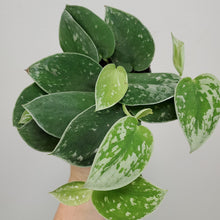 Load image into Gallery viewer, Scindapsus Pictus