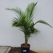 Load image into Gallery viewer, Palm - Majesty
