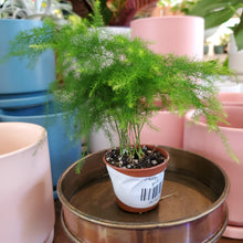 Load image into Gallery viewer, Plumosa Fern