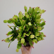 Load image into Gallery viewer, Holiday Cactus