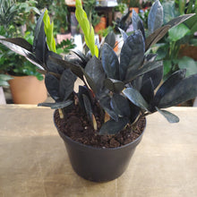 Load image into Gallery viewer, Zamioculcas Zamifolia "ZZ" Plant - Black Raven