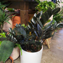 Load image into Gallery viewer, Zamioculcas Zamifolia "ZZ" Plant - Black Raven
